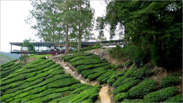 Azizi&Yati Muslim Homestay Cameron Highlands Luaran gambar